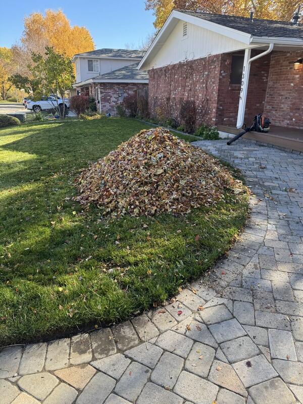 Leaves Clean Up - Alpha Villa Green Maintenance