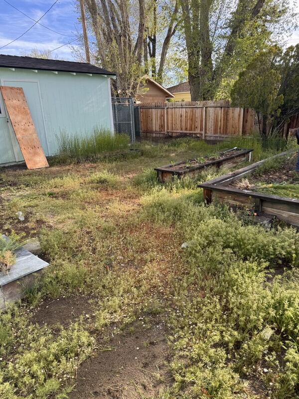 Weed Maintenance - Alpha Villa Green Maintenance